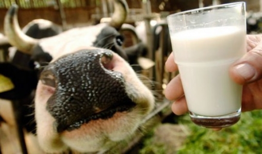 Правильное молоко - прибор для определения антибиотиков в молоке